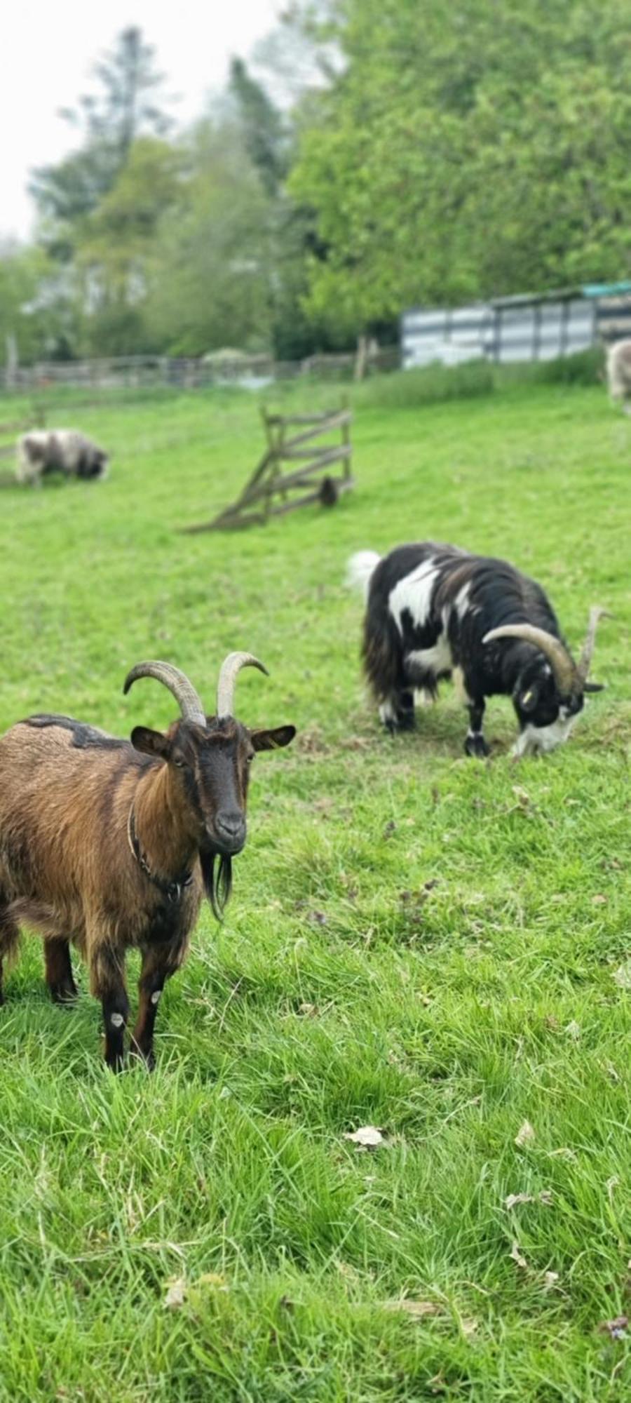 Chambres d'Hôtes Ferme de la Baie Roz-sur-Couesnon Extérieur photo